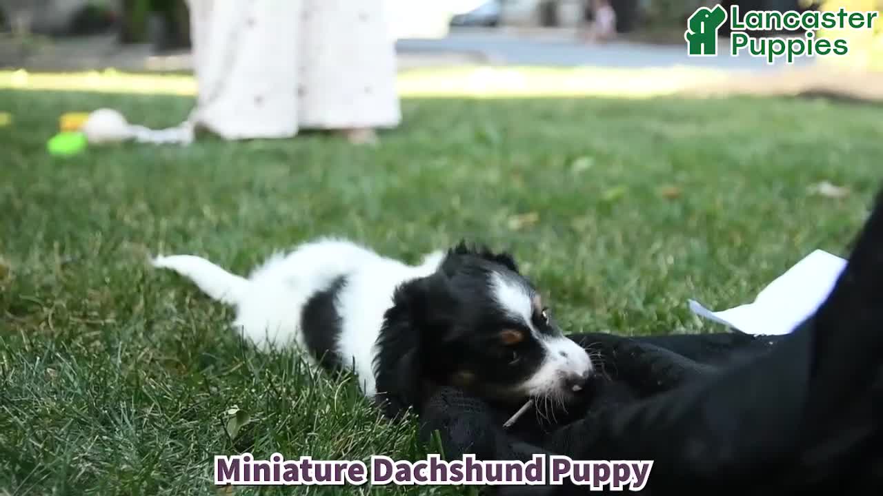 Miniature Dachshund dogs for sale: Rubble - Video 1