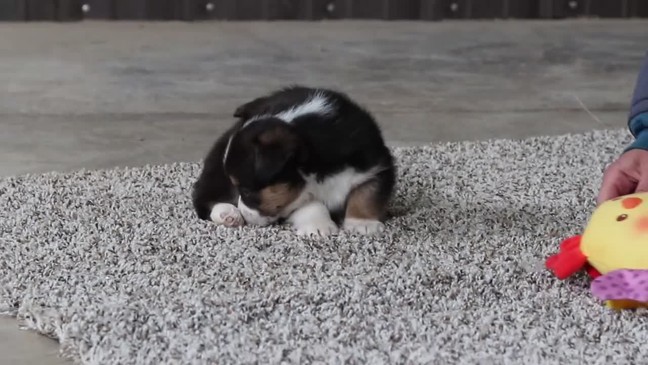 Welsh Corgi Pembroke dogs for sale: Bee - Video 1