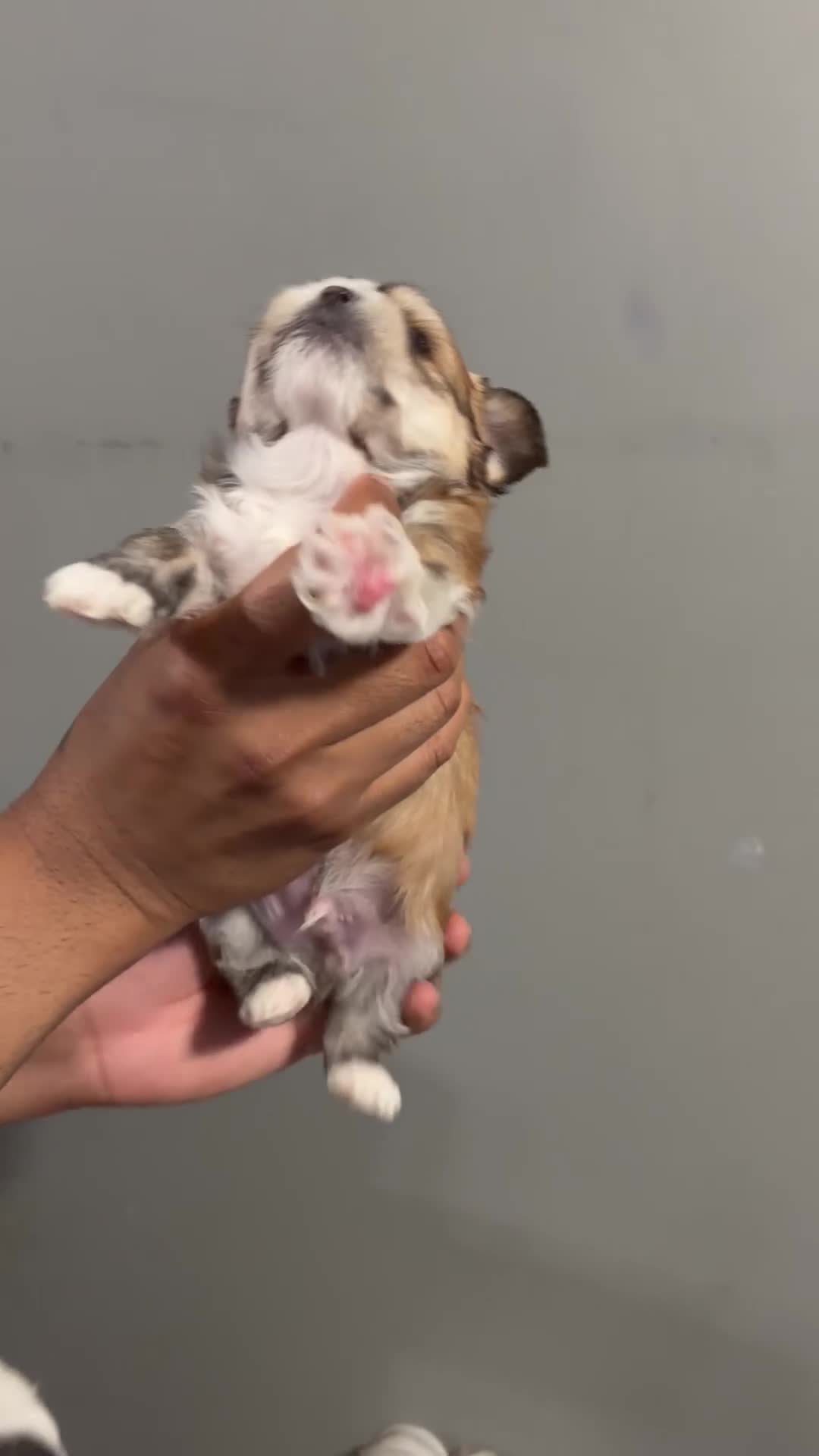 Shih Tzu dogs for sale: Biscuit  - Video 1