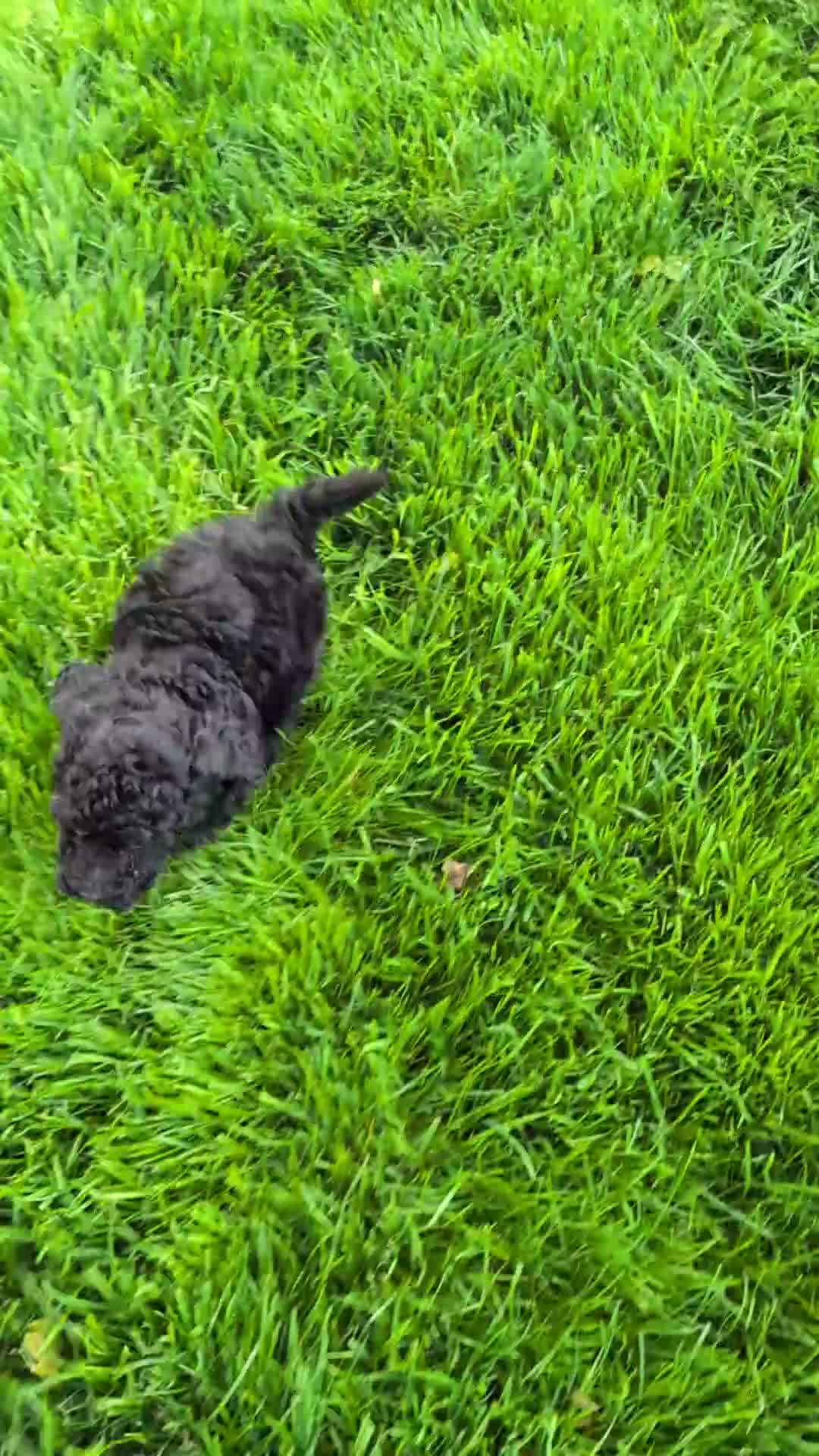Miniature Poodle dogs for sale: Jasper - Video 1