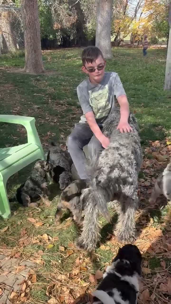 Mixed Breed dogs for sale: Loren – Grey & White Small Merle Female Mini Bernedoodle | Happy & Social | 25–30 lbs - Video 2