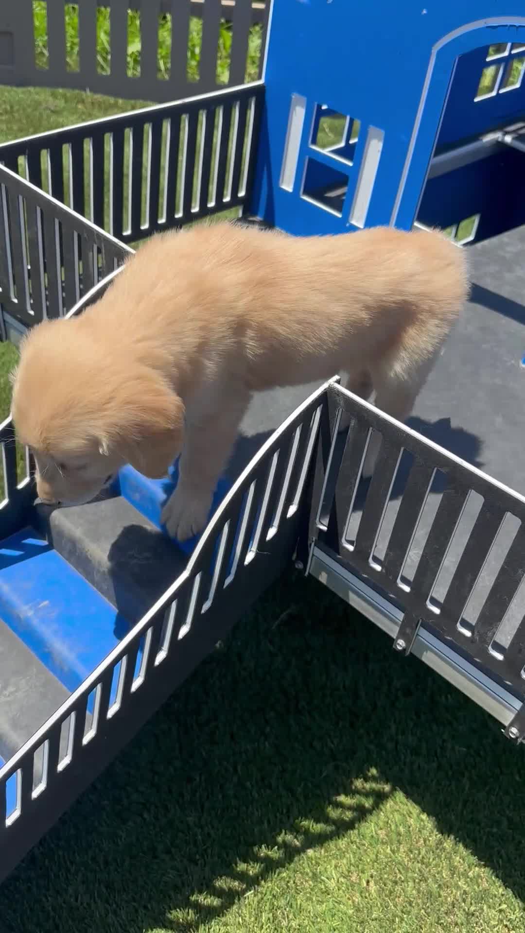 Golden Retriever dogs for sale:  Pearl - Video 1