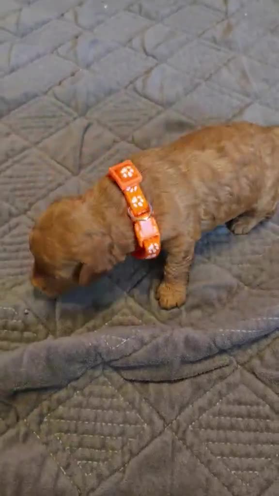 Mini Goldendoodle dogs for sale: lily - Video 2