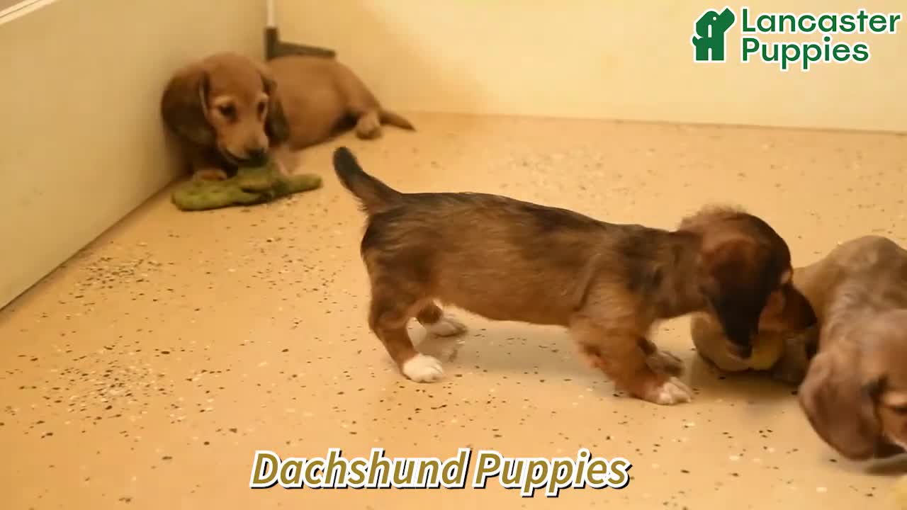 Dachshund dogs for sale: Levi - Video 1