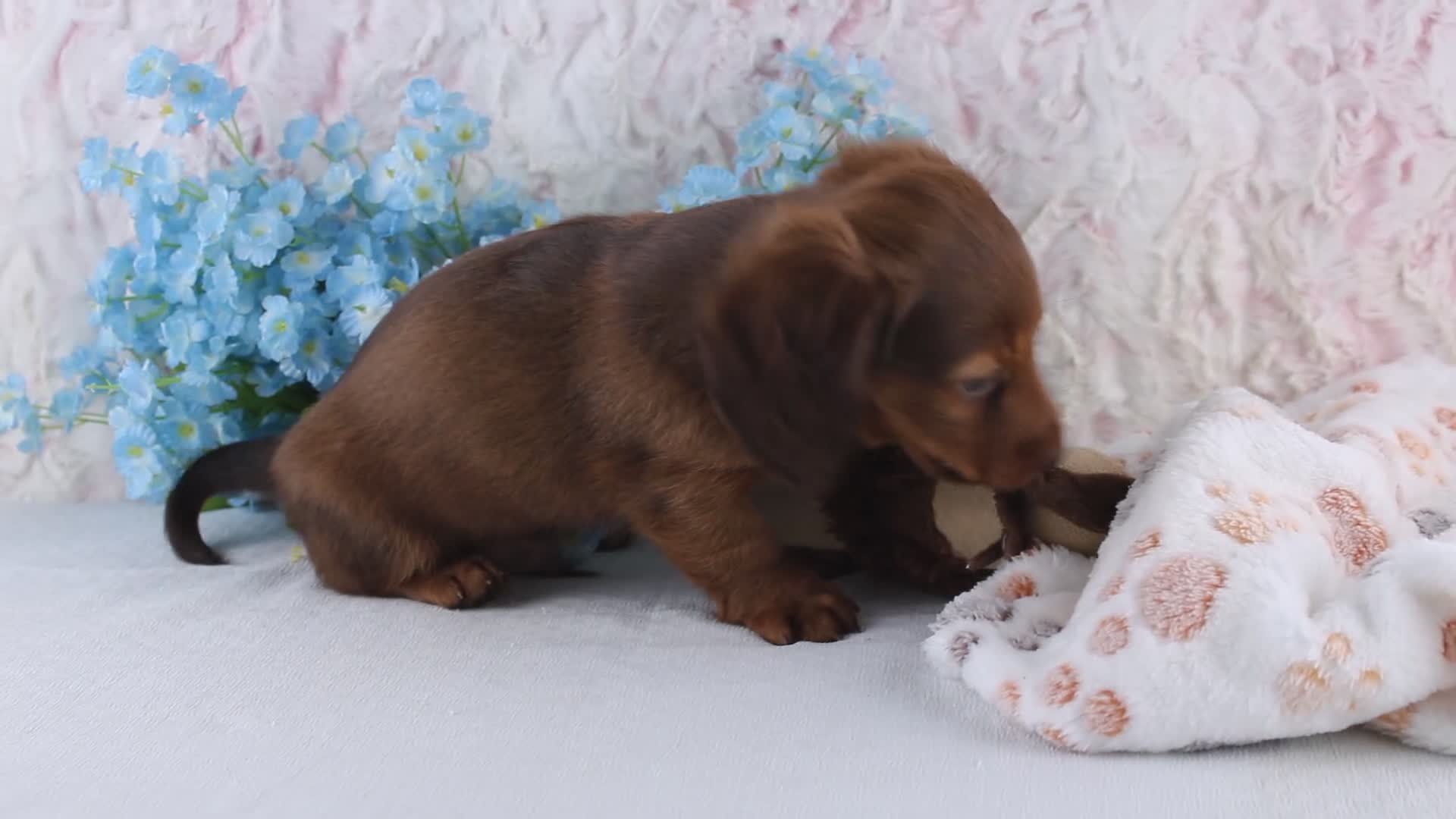 Miniature Dachshund dogs for sale: Hamilton - Video 1