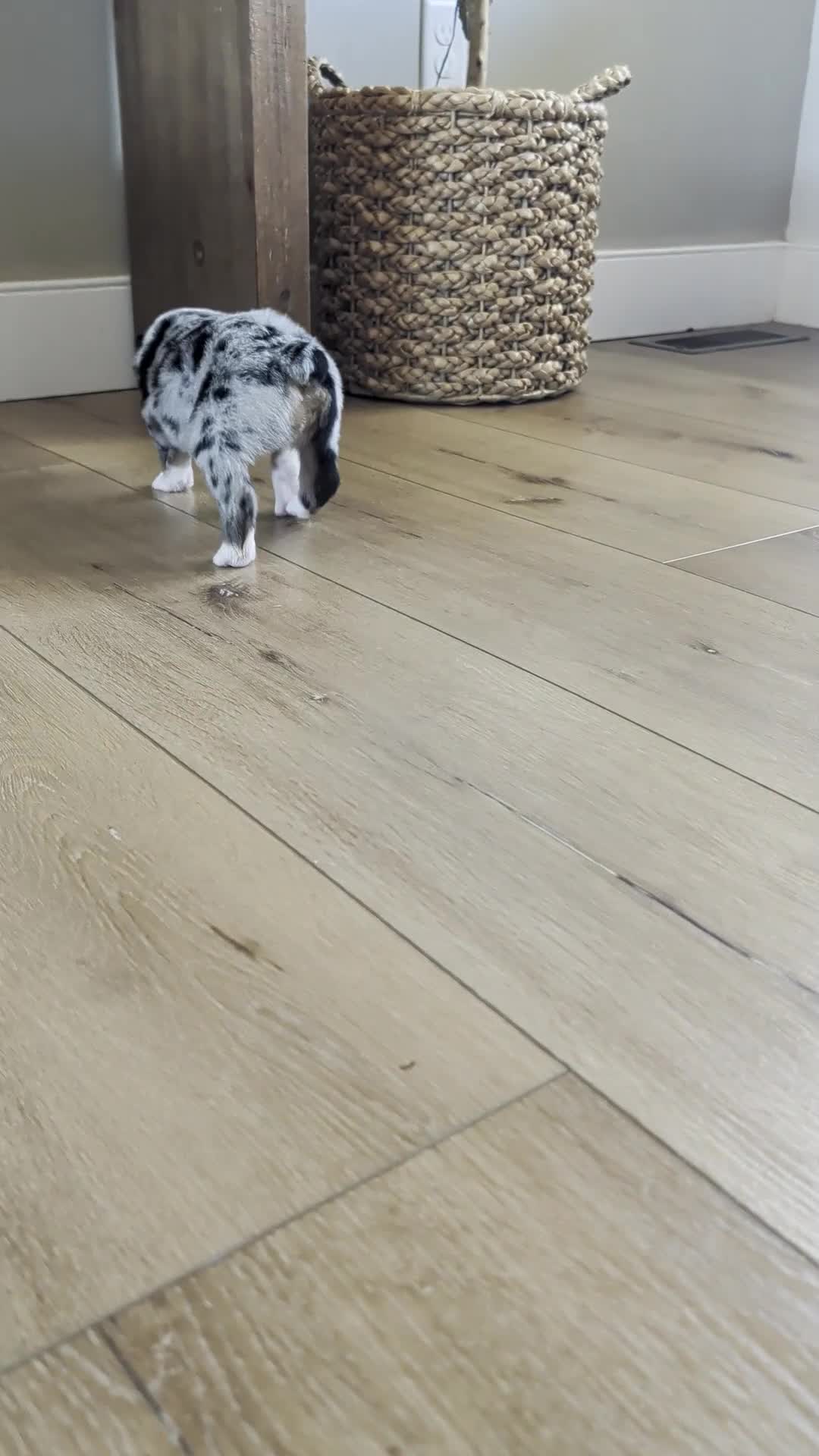 Australian Shepherd dogs for sale: Brownie: Female Merle Standard Australian Shepherd  - Video 1