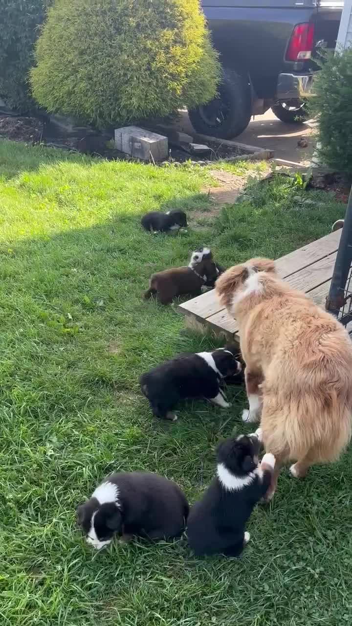 Miniature Australian Shepherd dogs for sale: #8 Black Tri Male - Video 1