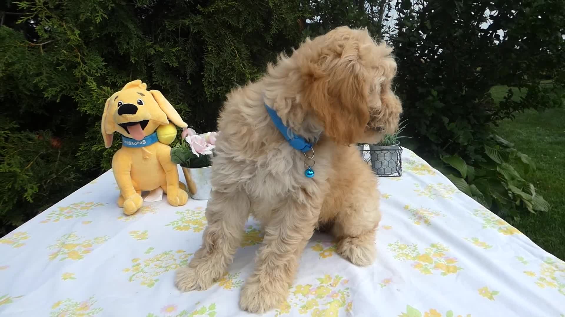 Mini Goldendoodle dogs for sale: Goldendoodle 5 Lanny - Video 2