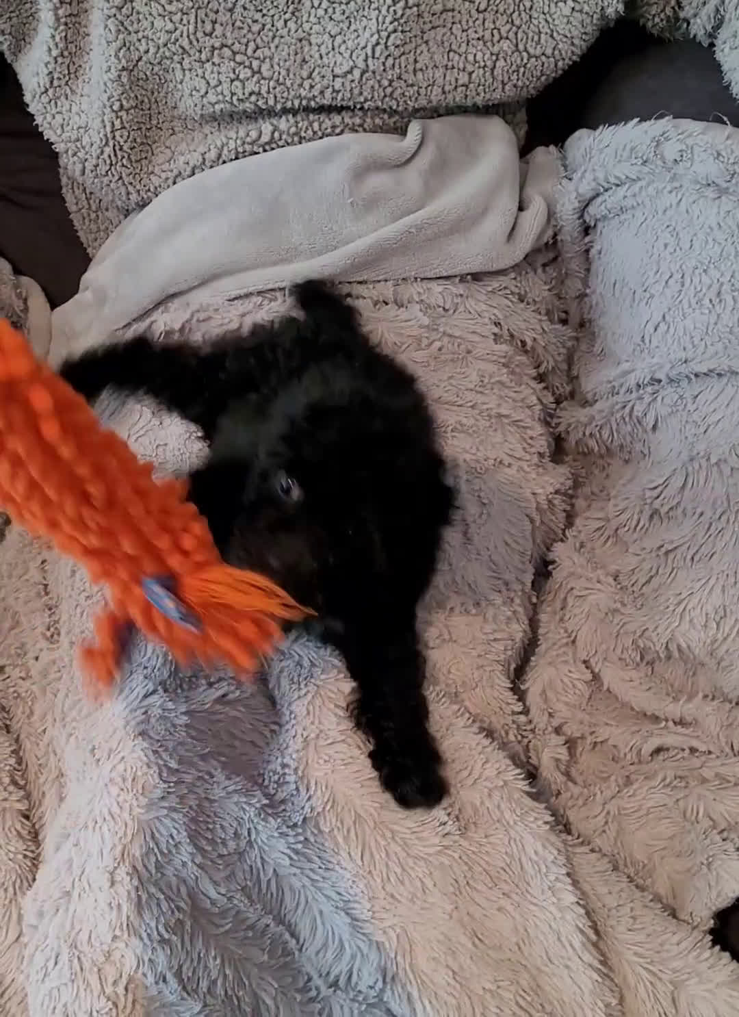 Miniature Poodle dogs for sale: Amber  - Video 2