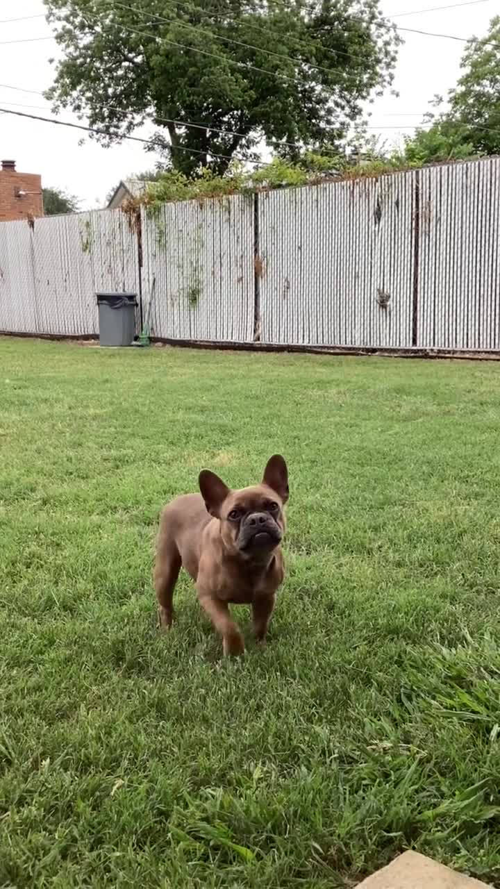 French Bulldog dogs for sale: French Bulldog 1 - Video 1