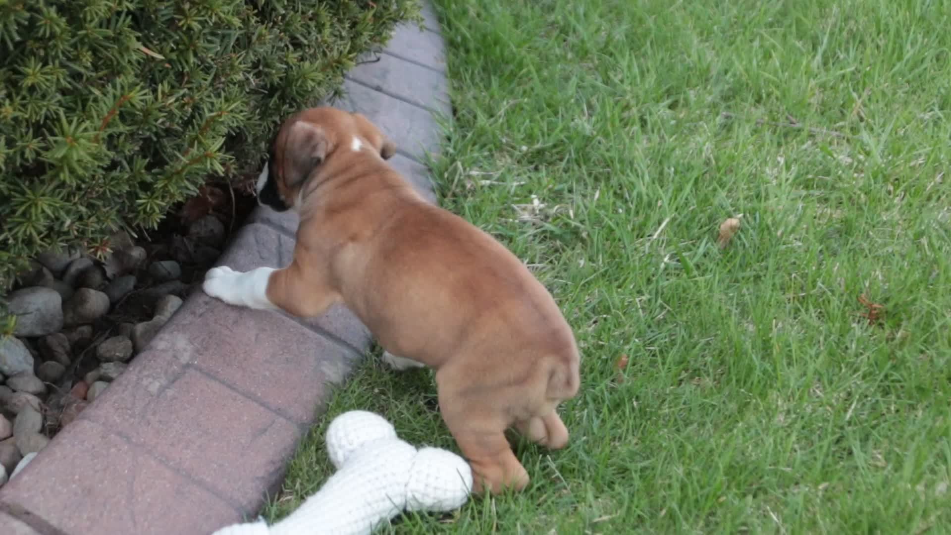 Boxer dogs for sale: Jewel - Video 1