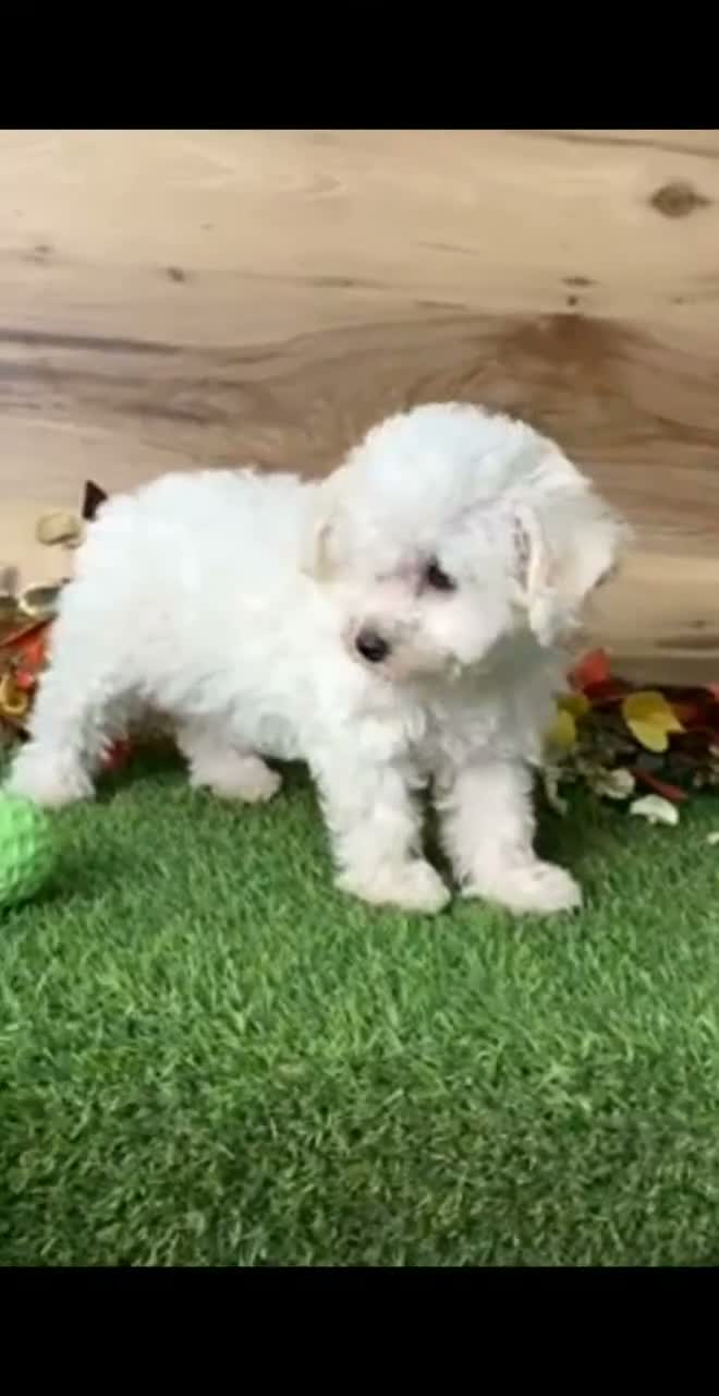 Bichon Frise dogs for sale: Bichon Frise 1 - Video 1