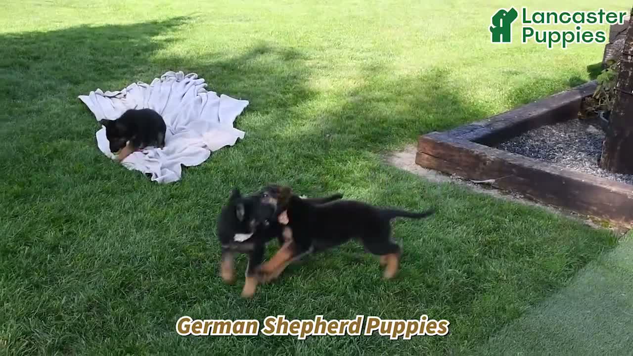 German Shepherd dogs for sale: Duke Von Haus - Video 1