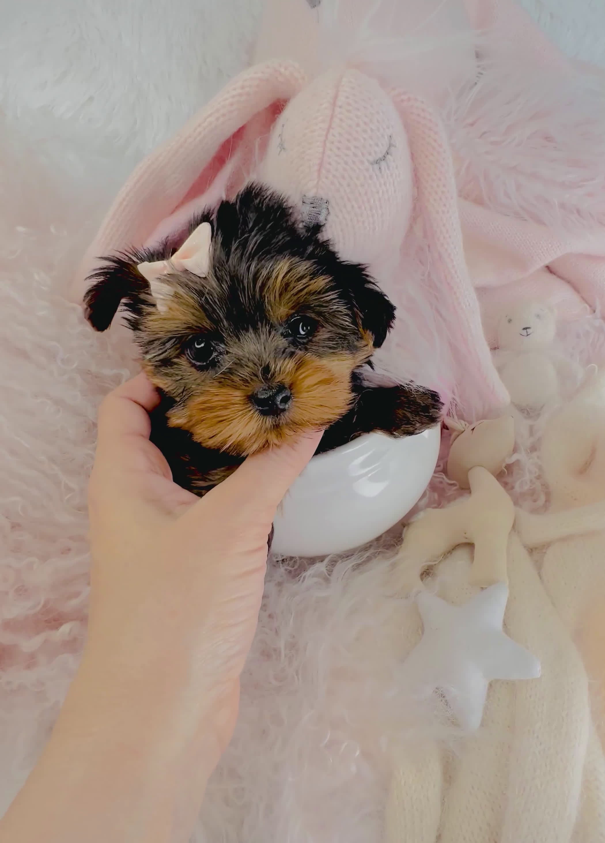 Yorkshire Terrier dogs for sale: Teacup Yorkshire Terrier Puppy 1 - Video 1