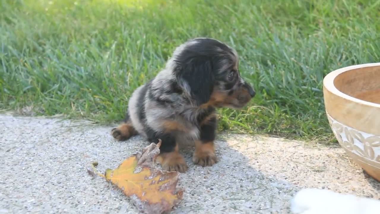 Miniature Dachshund dogs for sale: Belle Miniature Dachshund  - Video 1