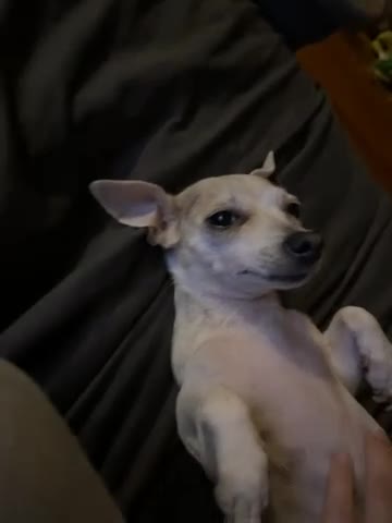Mixed Breed dogs for sale: Mixed Breed Puppy 1 - Video 2