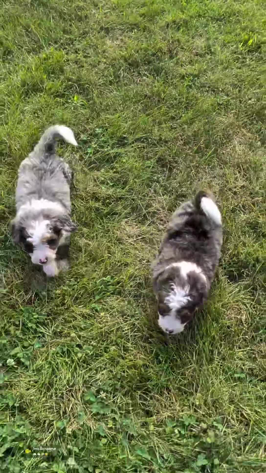 Mini Bernedoodle dogs for sale: Mini Daisy  - Video 3