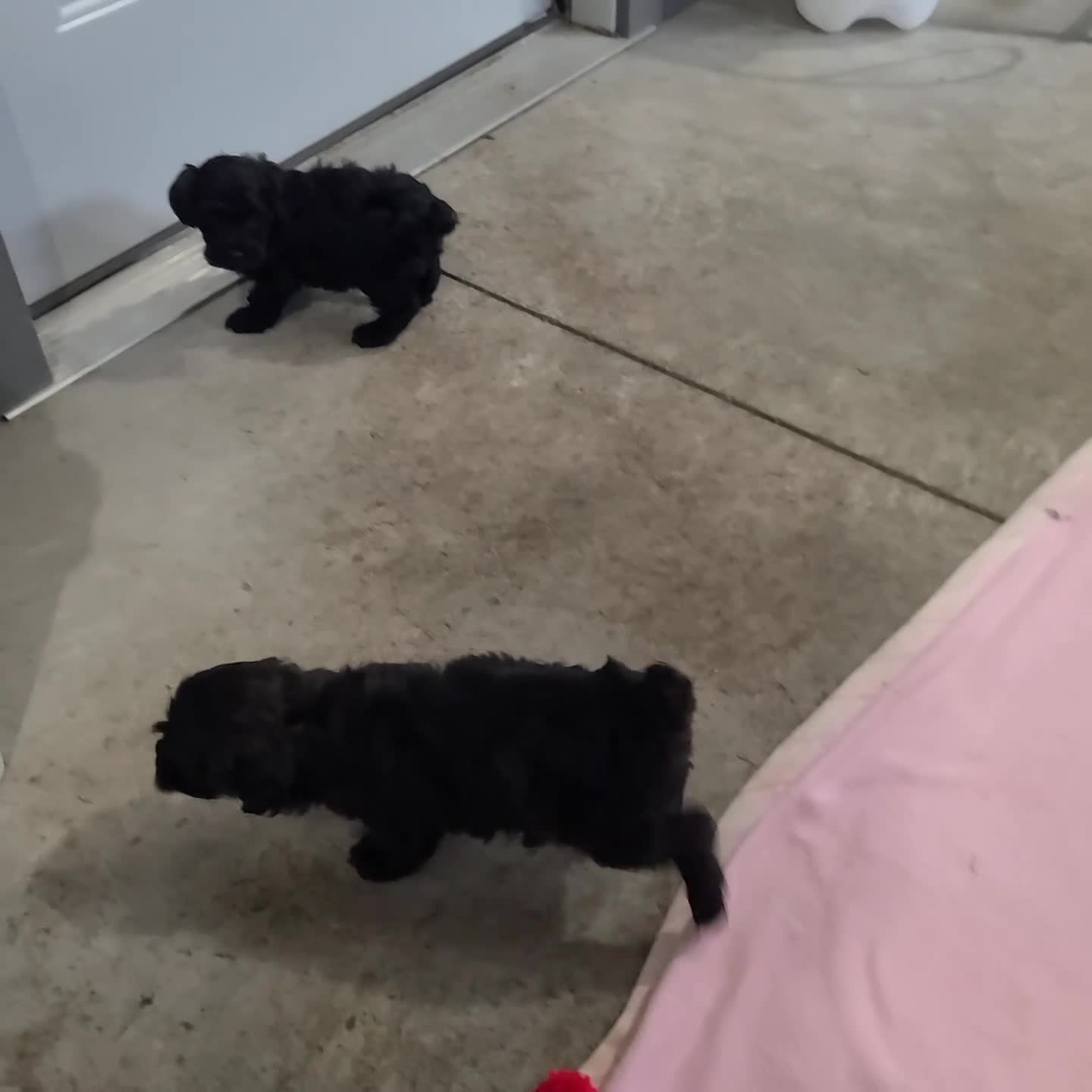 Miniature Poodle dogs for sale: Roxy - Video 1