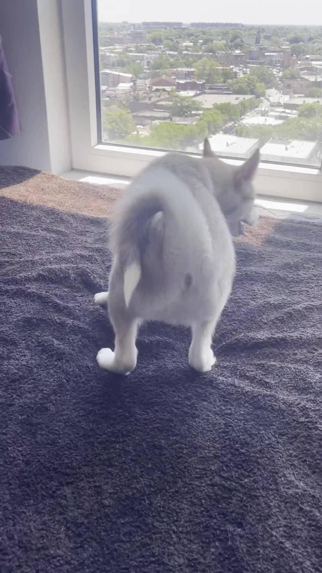 Alaskan Klee Kai dogs for sale: Vermithor (The Bronze Fury) - Video 4
