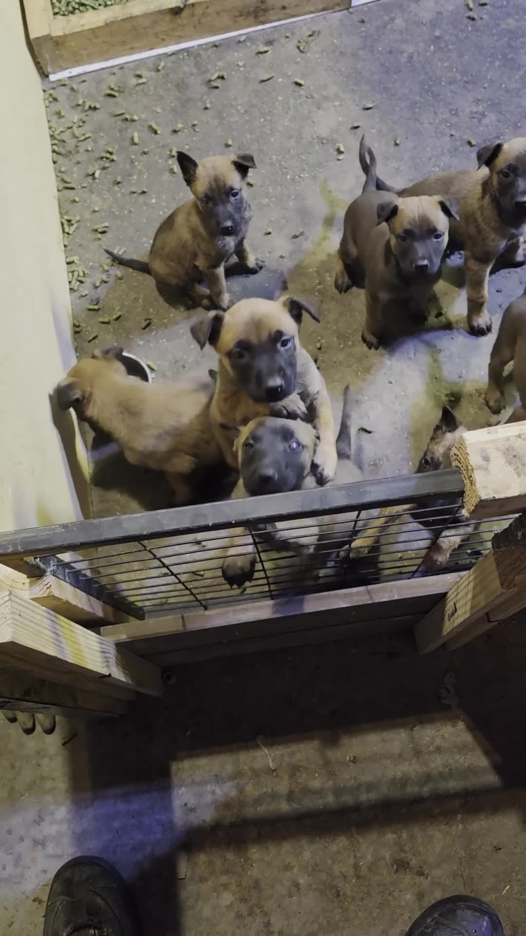 Belgian Malinois dogs for sale: Belgian Malinois 6 (black) - Video 1