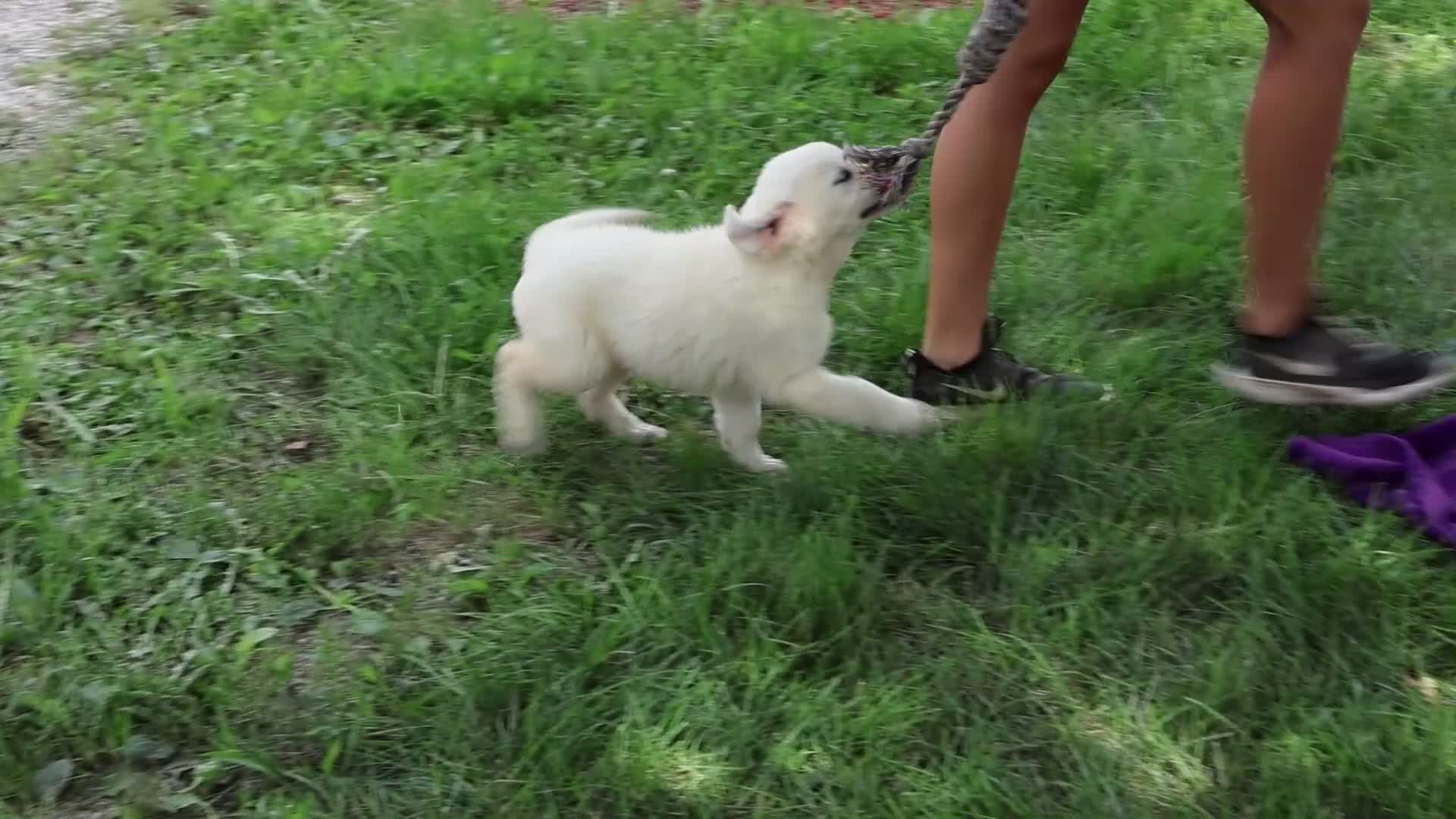 Golden Retriever dogs for sale: Tallulah - Video 1