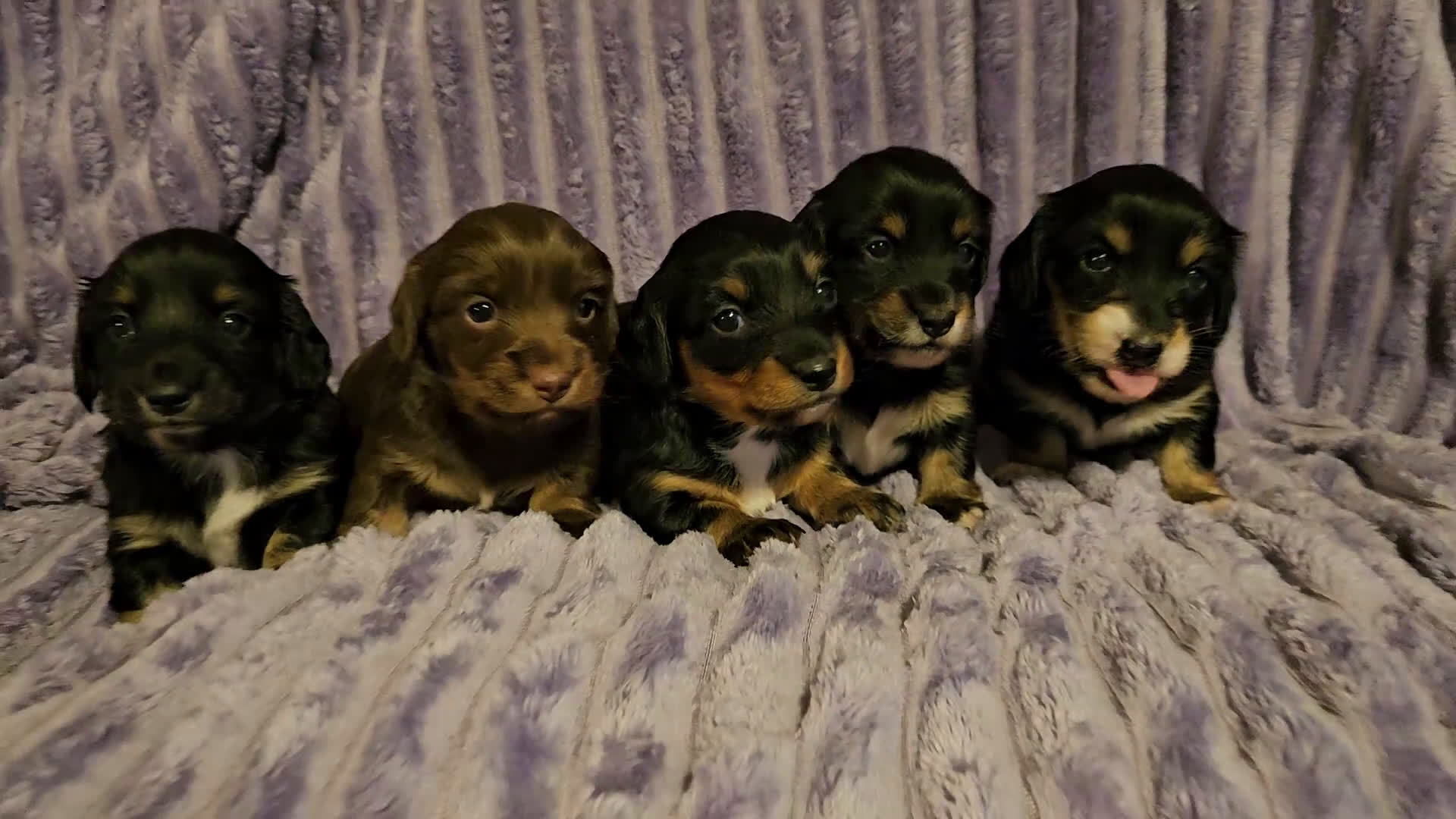 Miniature Dachshund dogs for sale: Hershey - Video 1