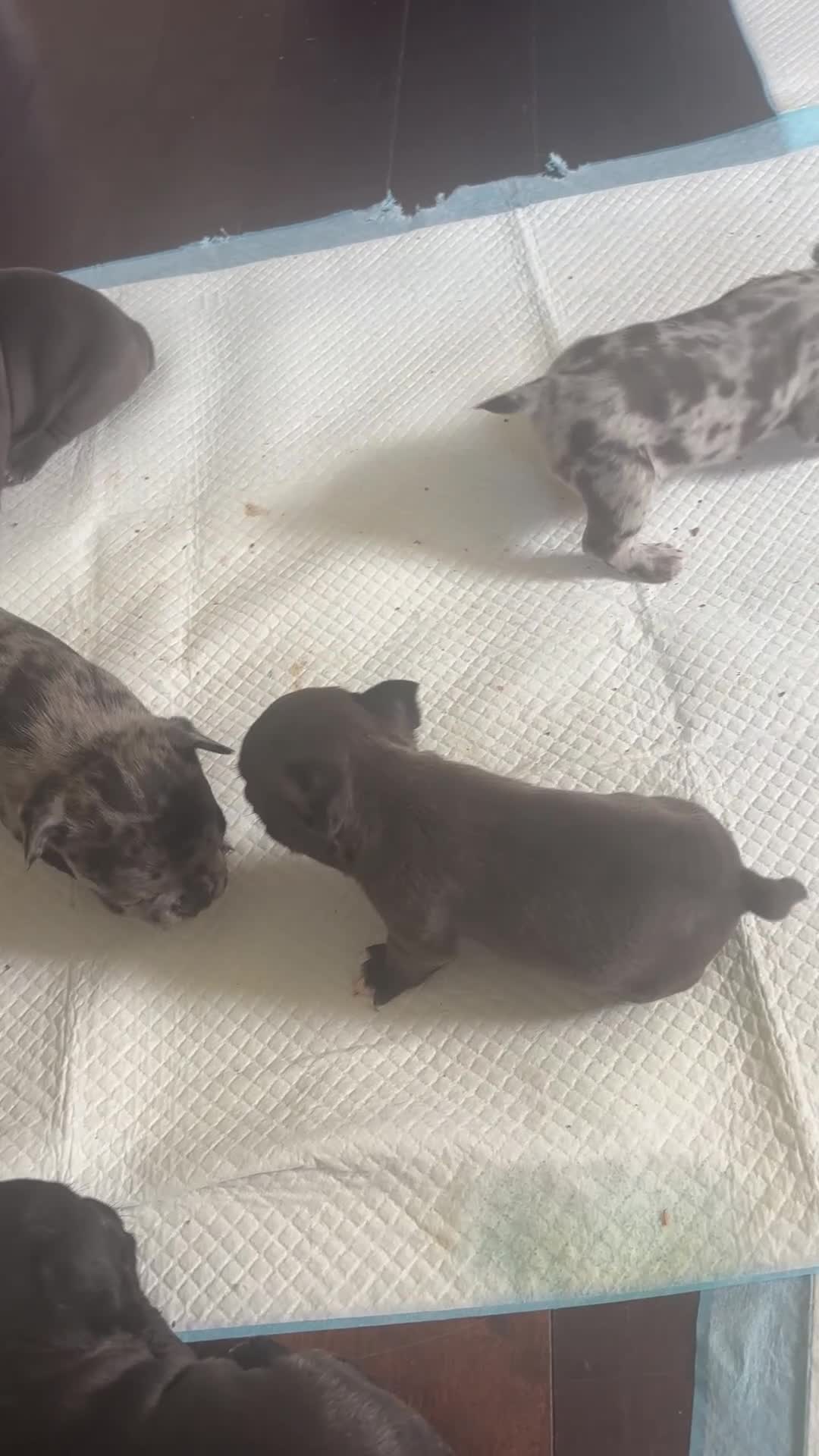 Mixed Breed dogs for sale: Wally - Video 1