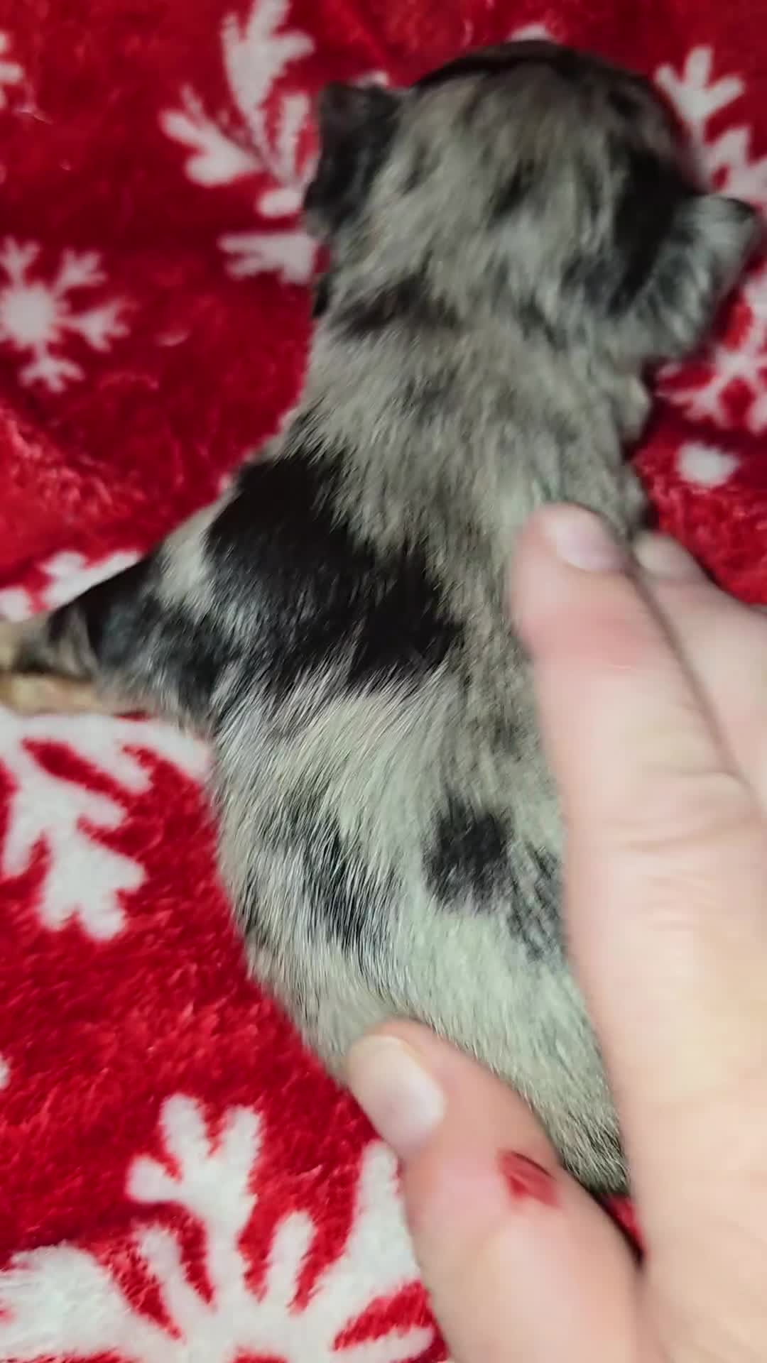 Chihuahua dogs for sale: Long Hair Merle girl - Video 1