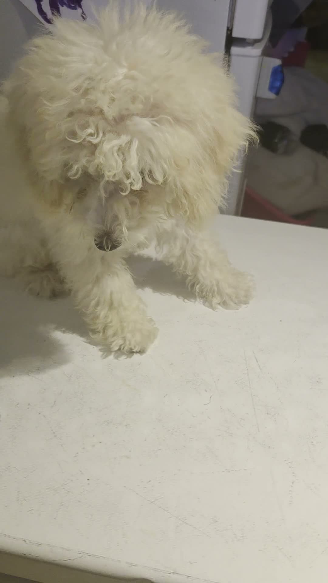 Toy Poodle dogs for sale: Toy poodle  - Video 1