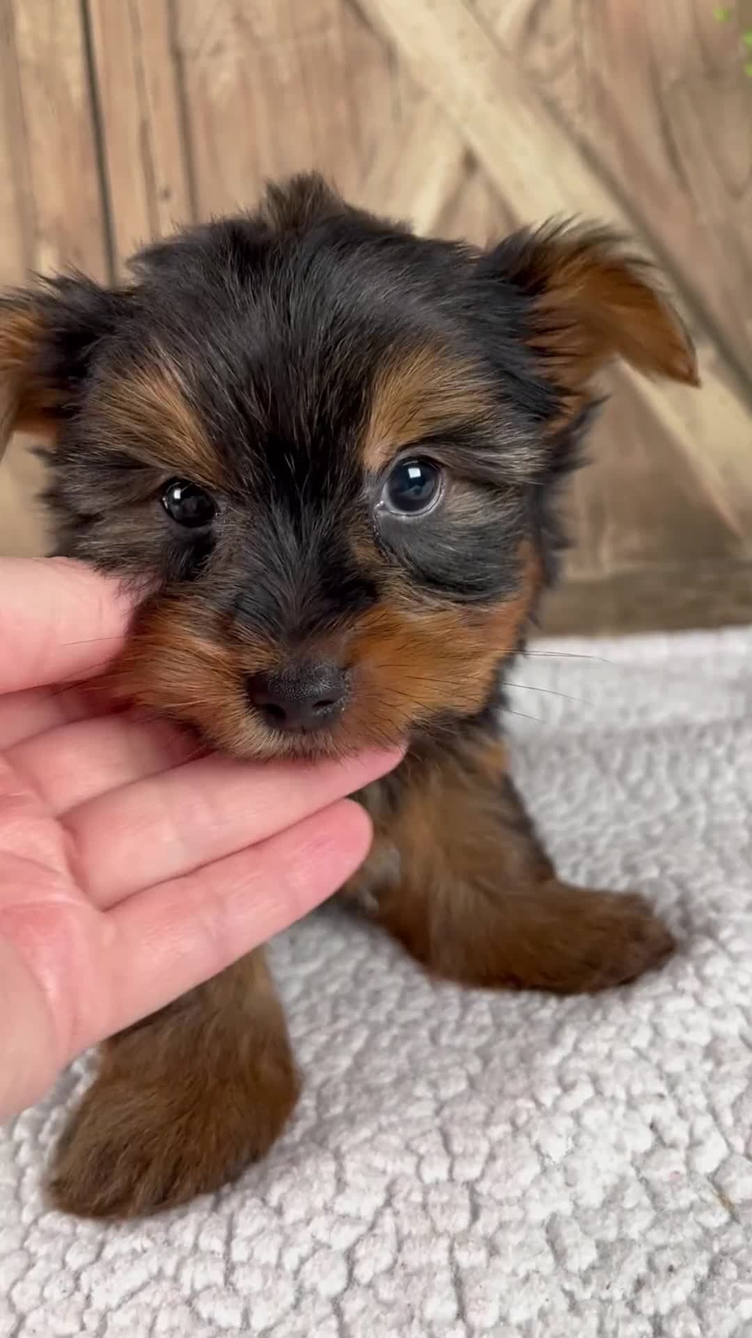 Yorkshire Terrier dogs for sale: Silas - Video 1