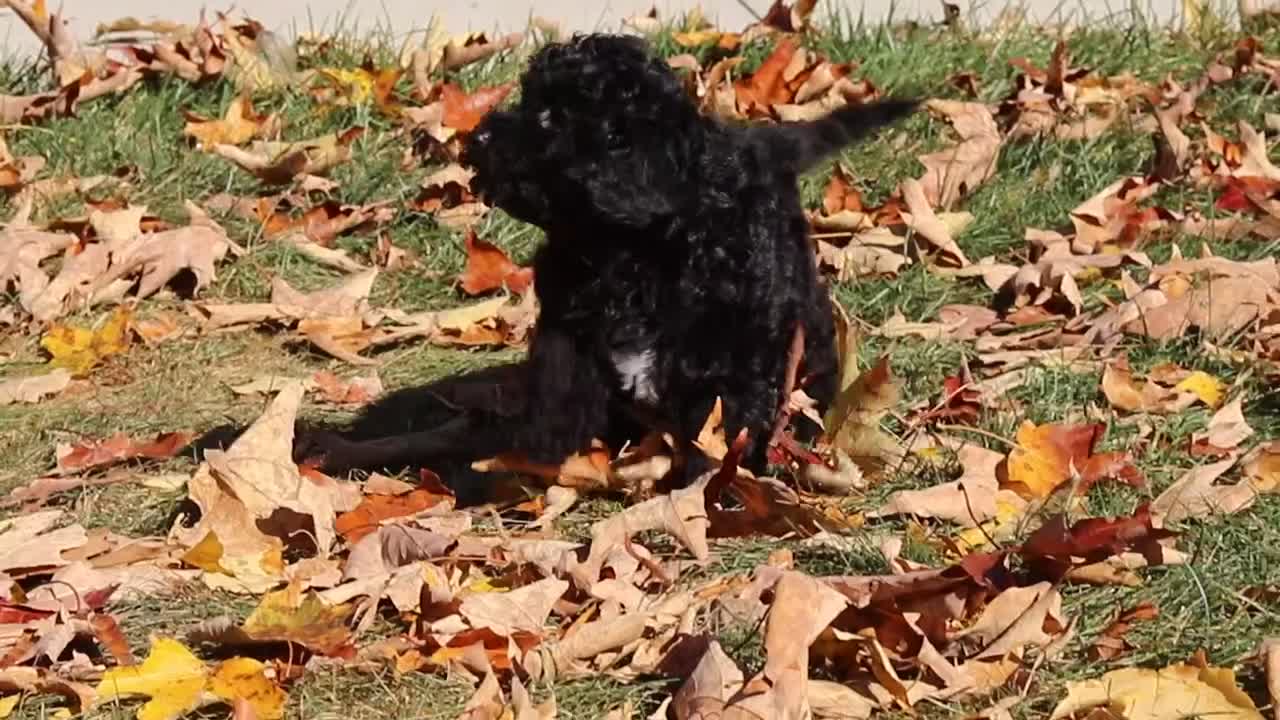 Miniature Poodle dogs for sale: Ringo🐾🐶 - Video 1