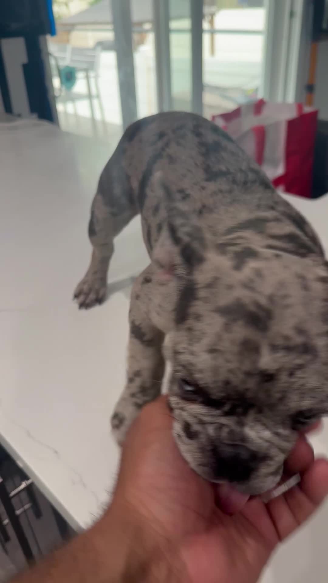 French Bulldog dogs for sale: French Bulldog 1 - Video 2