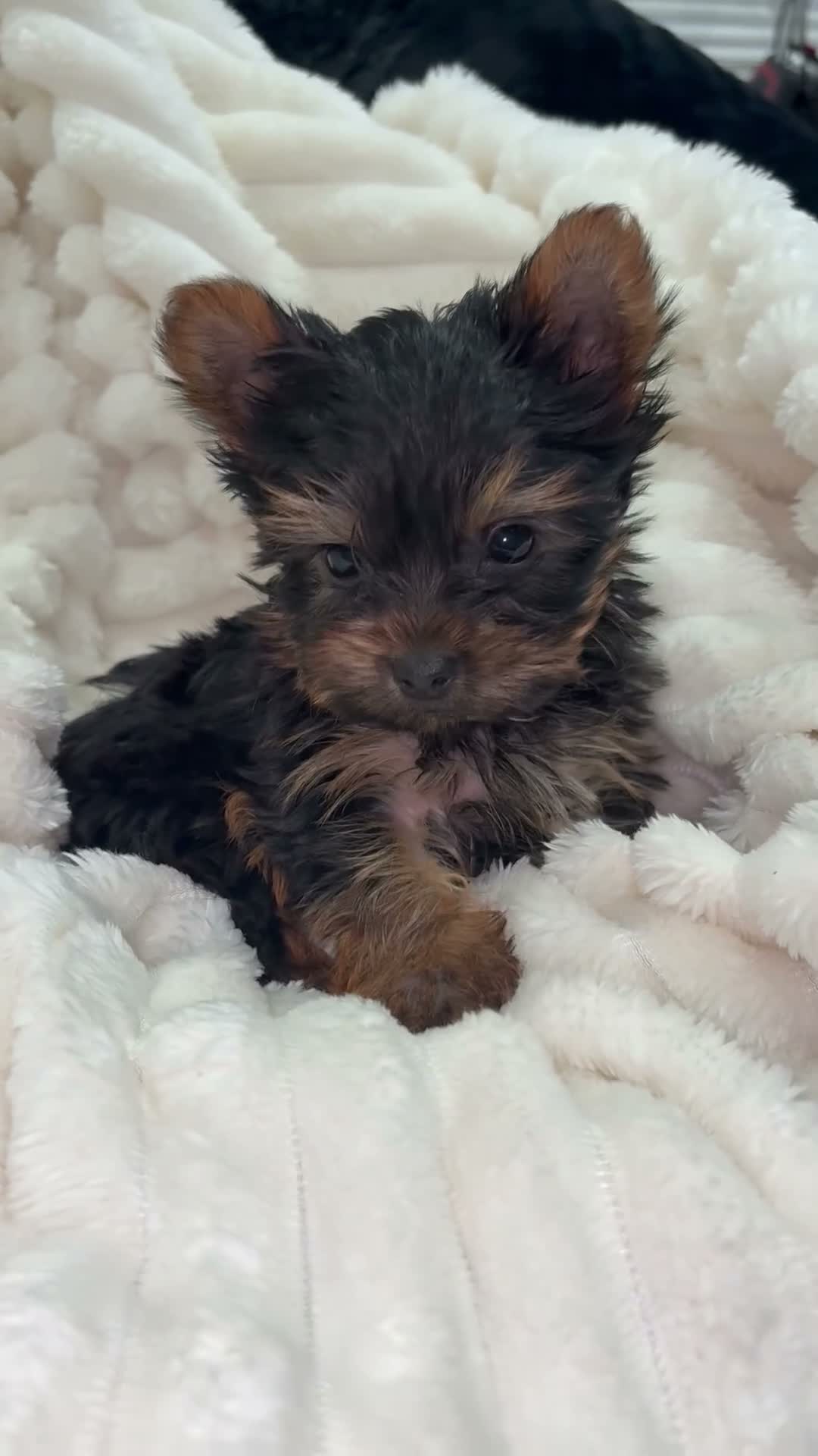 Yorkshire Terrier dogs for sale: Teacup cash - Video 1