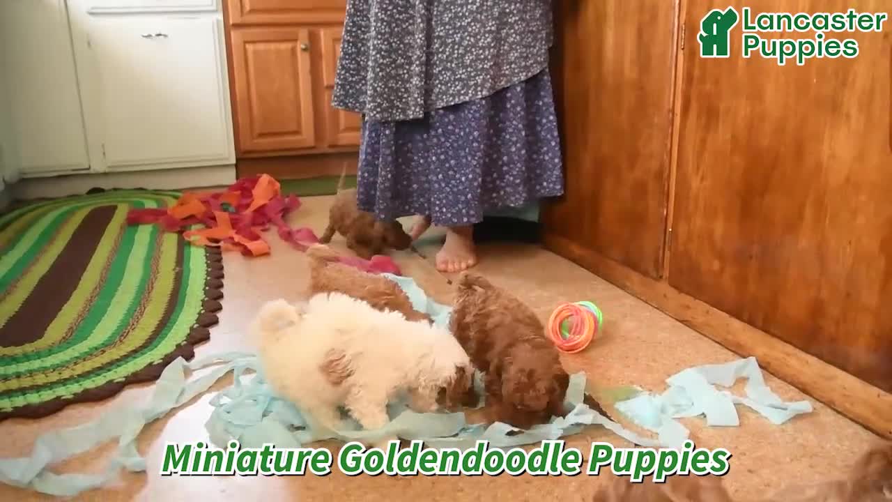 Mini Goldendoodle dogs for sale: Curly Que - Video 1