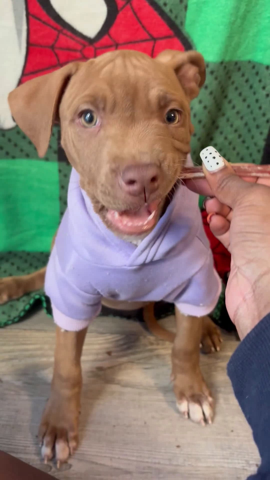 American Pit Bull Terrier dogs for sale: Amber - Video 1