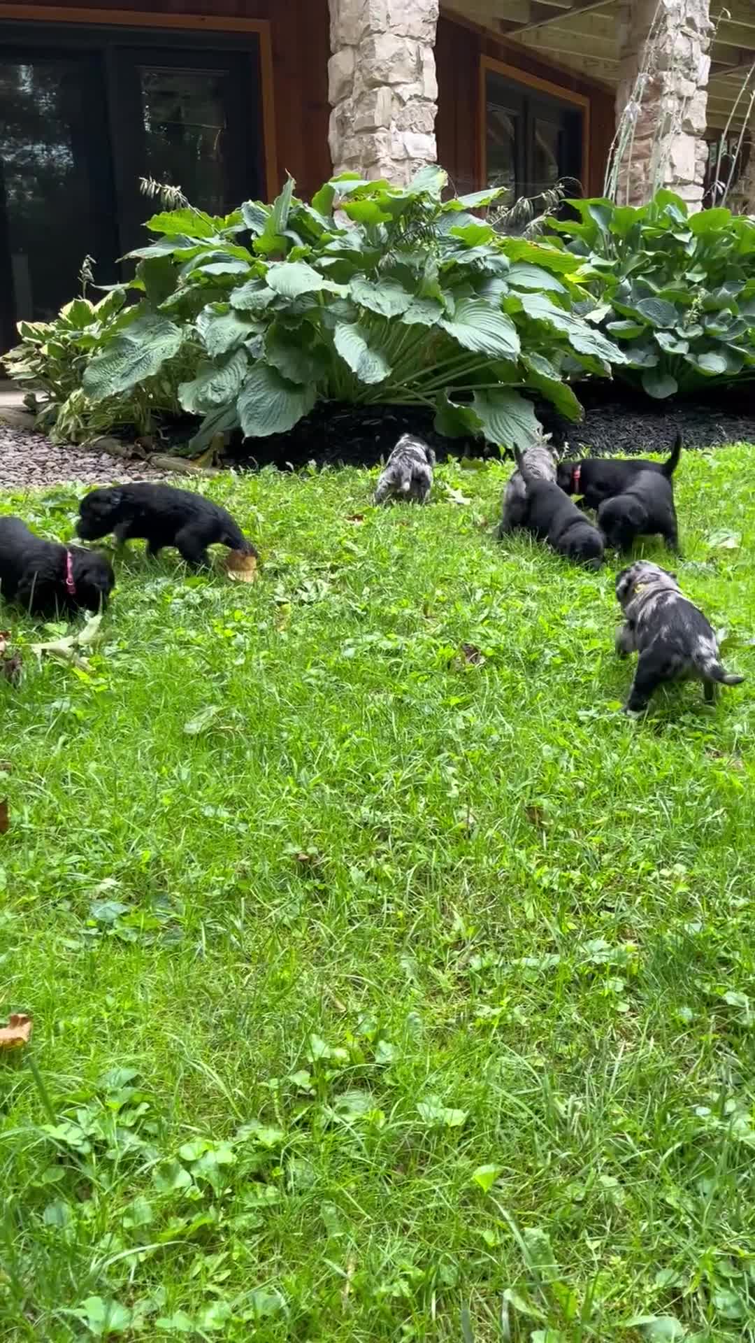 Labradoodle dogs for sale: Lance  - Video 1