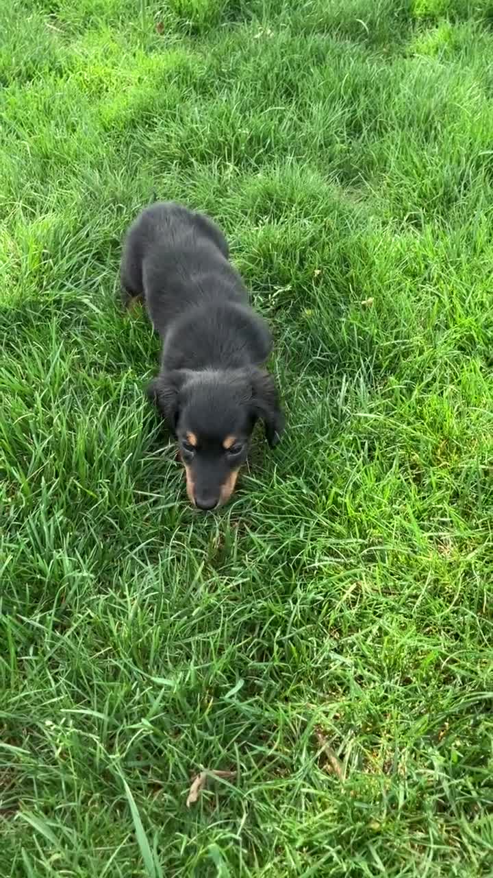 Miniature Dachshund dogs for sale: Miniature Dachshund litter of 6 puppies - Video 1