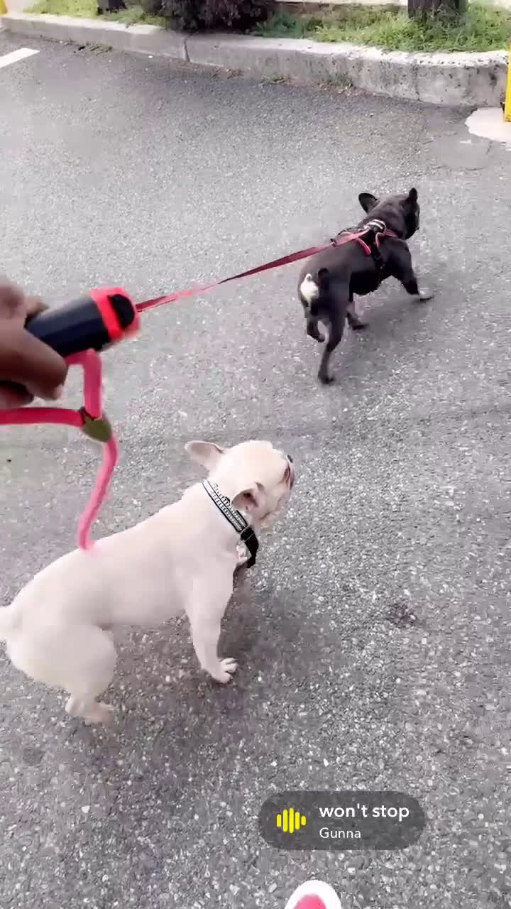 French Bulldog dogs for sale: French Bulldog Puppy 2 - Video 1