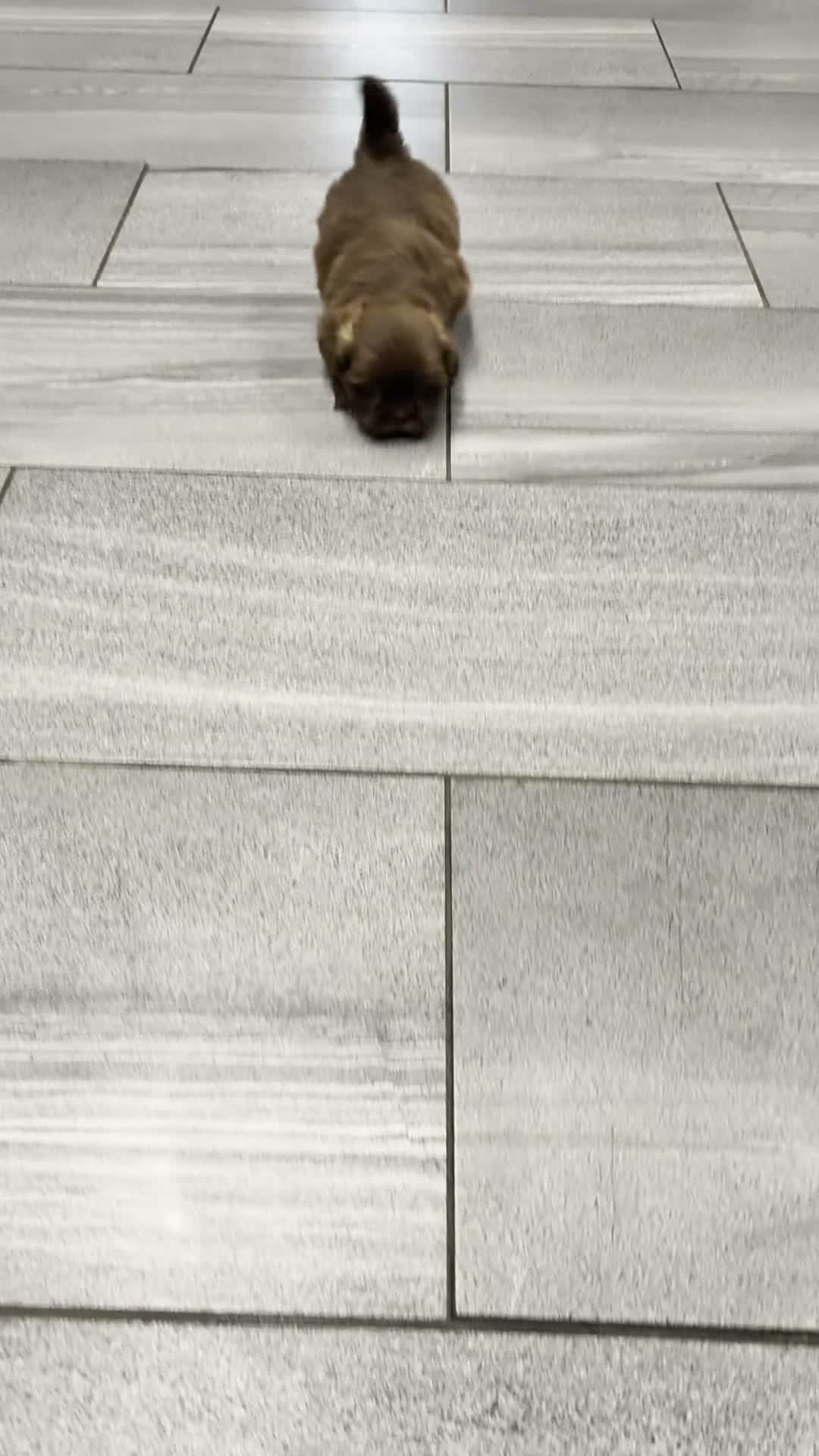 Shih Tzu dogs for sale: KING (AKC) - Video 1
