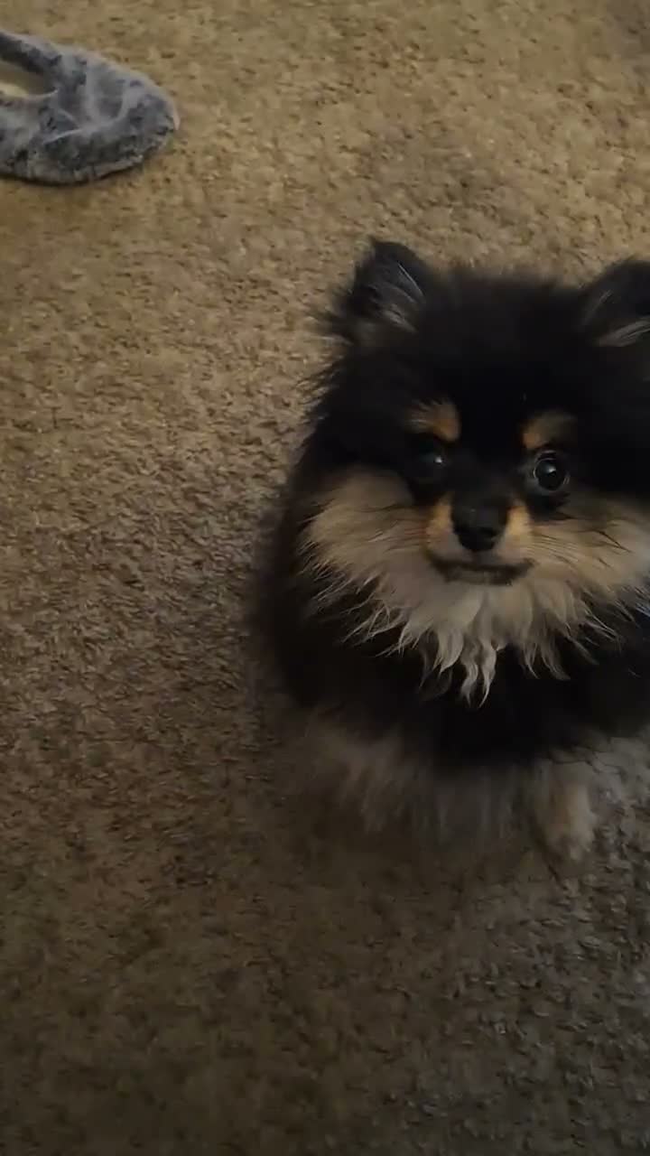 Pomeranian dogs for sale: Zues - Video 1