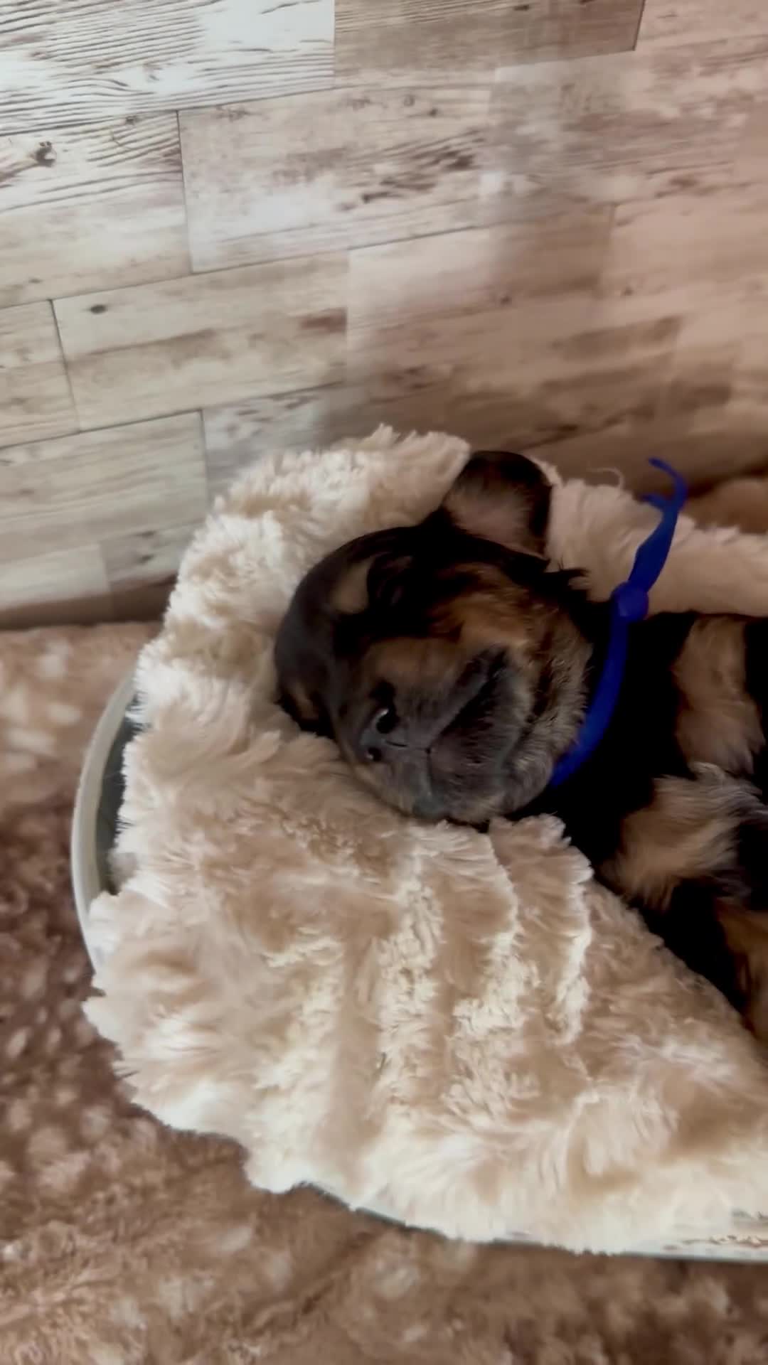 Miniature Dachshund dogs for sale: Grumpy - Video 1