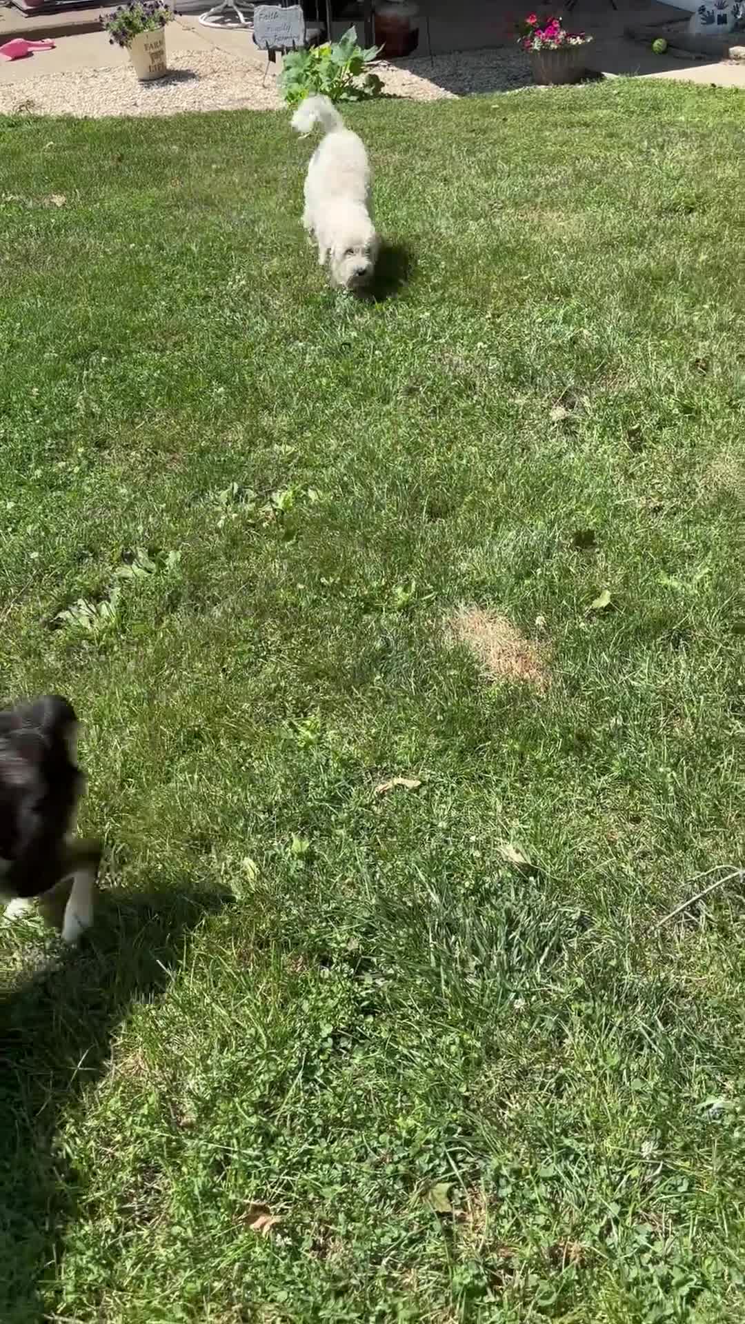Mini Aussiedoodle dogs for sale: Tinsley - Video 2
