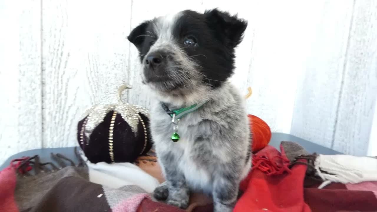 Australian Cattle Dog dogs for sale: Australian Cattle Dog 5 Busco` - Video 1