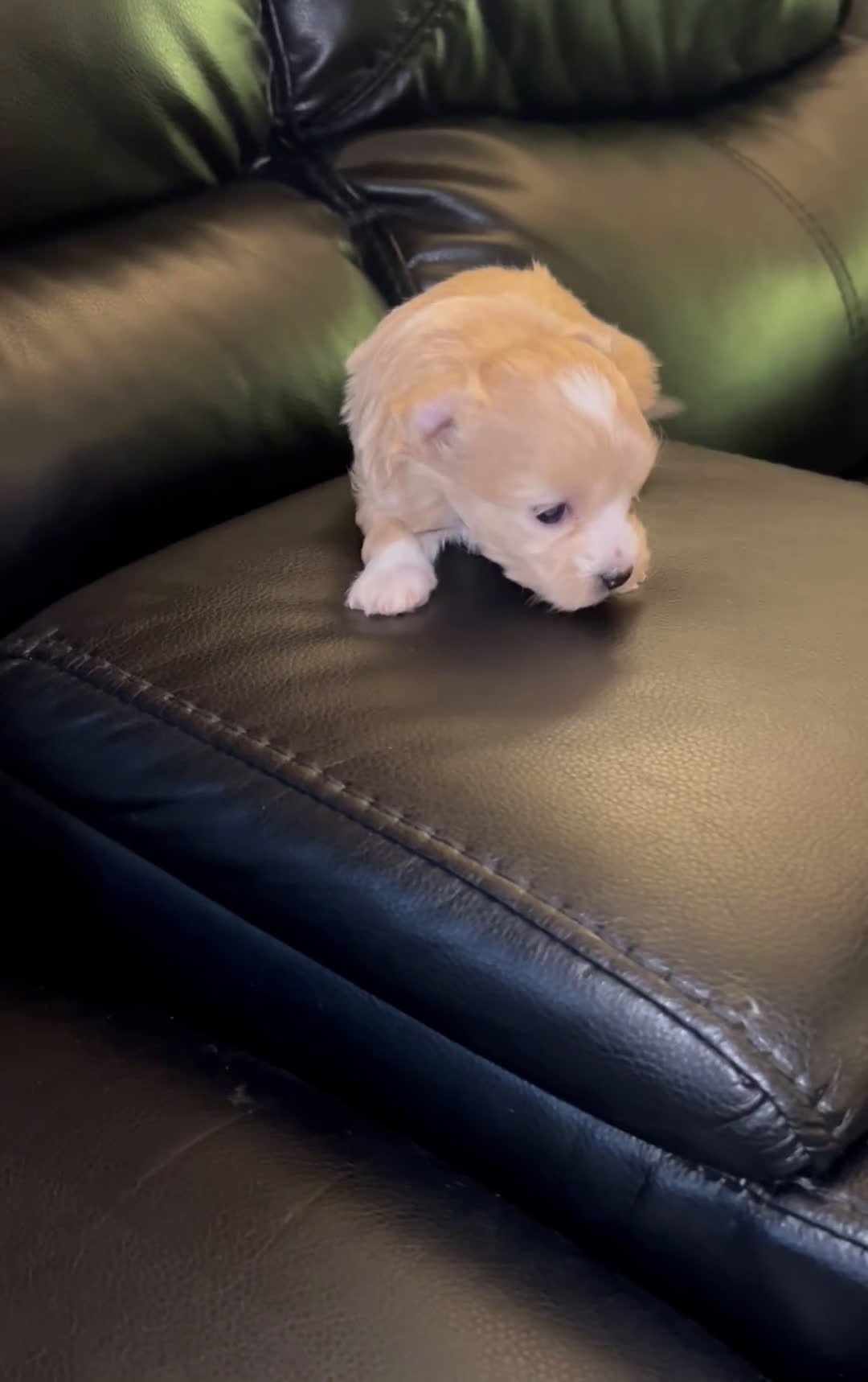 Maltipoo dogs for sale: Maltipoo Puppy 3 - Video 1