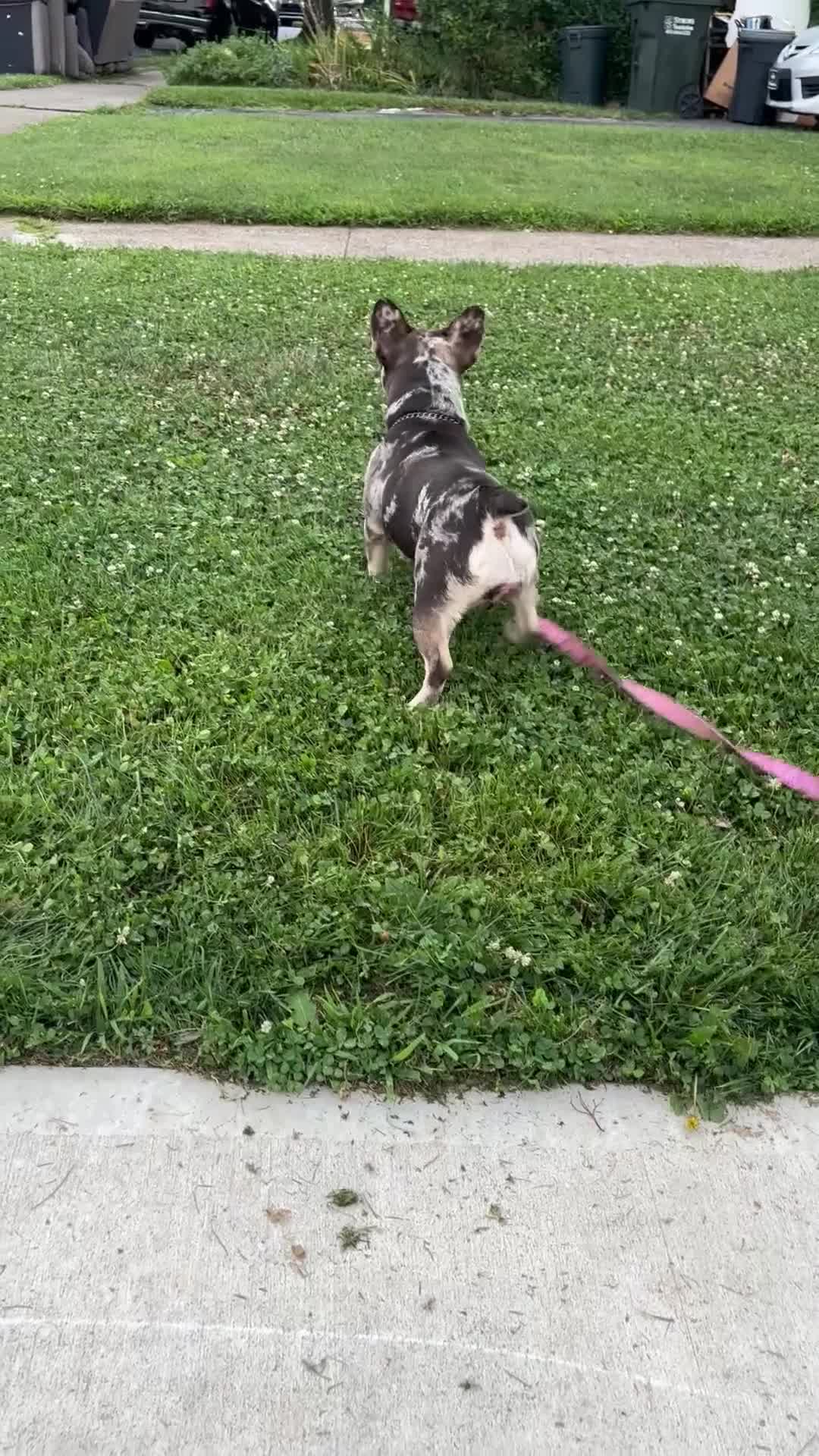 French Bulldog dogs for sale: 1 year old Merle French Bulldog  - Video 1