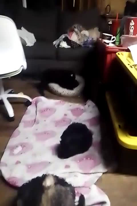 Mini Aussiedoodle dogs for sale: Mini Aussiedoodle Puppy 3 - Video 1