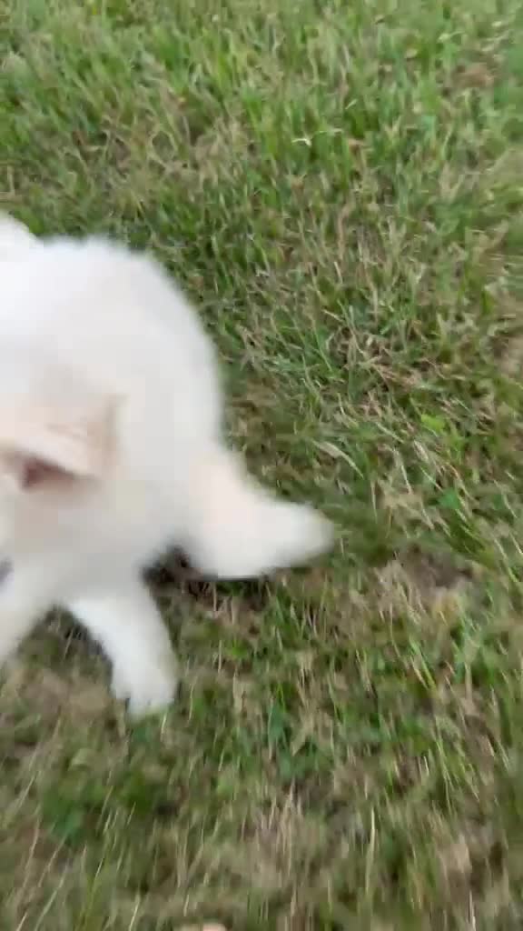 Pomsky dogs for sale: Surf - Video 1