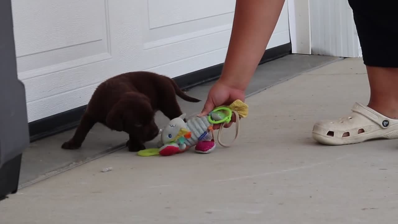 Labrador Retriever dogs for sale: Indigo - Video 1