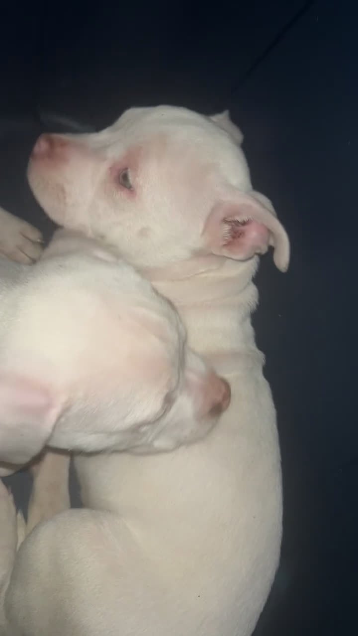 American Bully dogs for sale: American Bully Puppy 2 - Video 2
