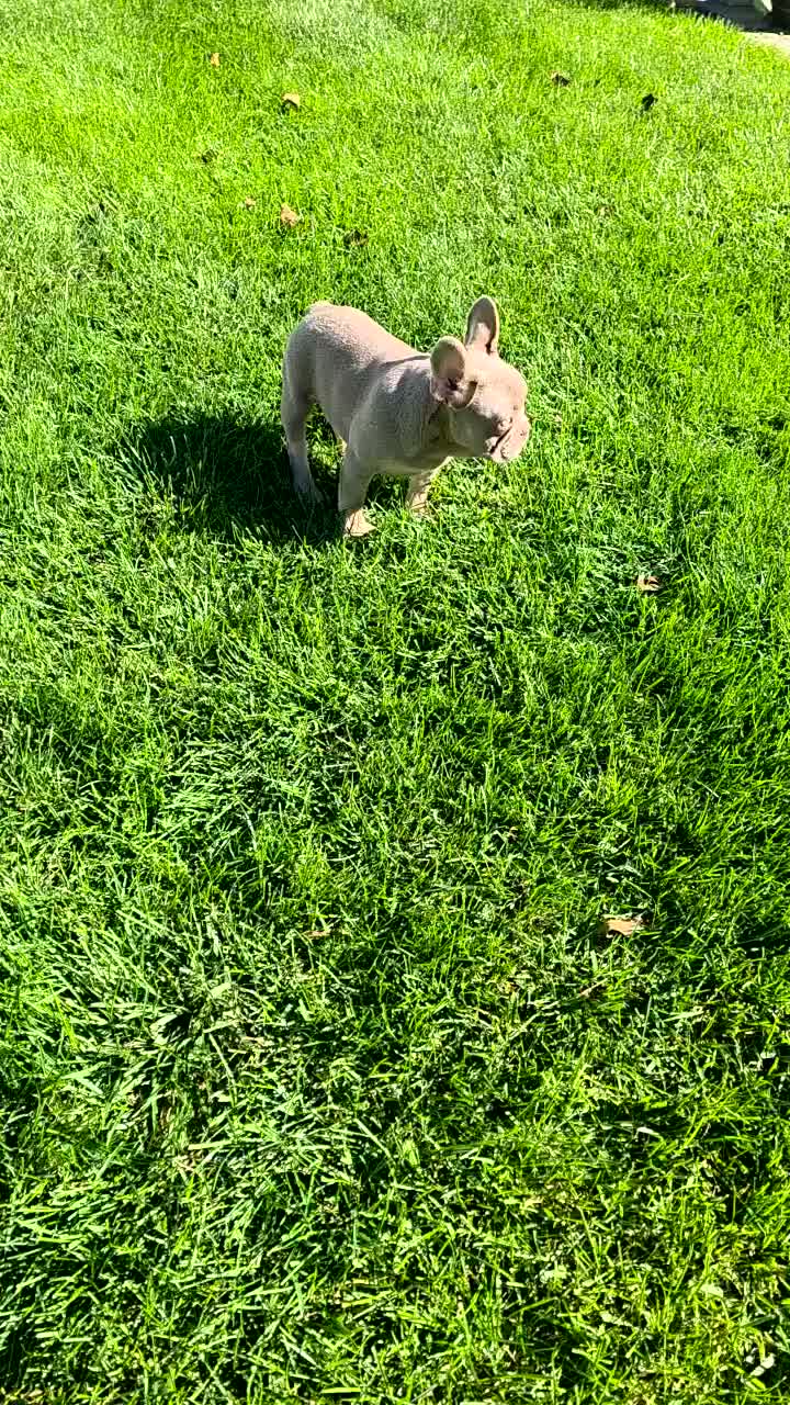 French Bulldog dogs for sale: Shazz - Video 1